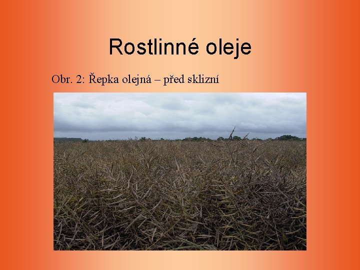 Rostlinné oleje Obr. 2: Řepka olejná – před sklizní Rostlinné oleje Obr. 2: Řepka olejná – před sklizní