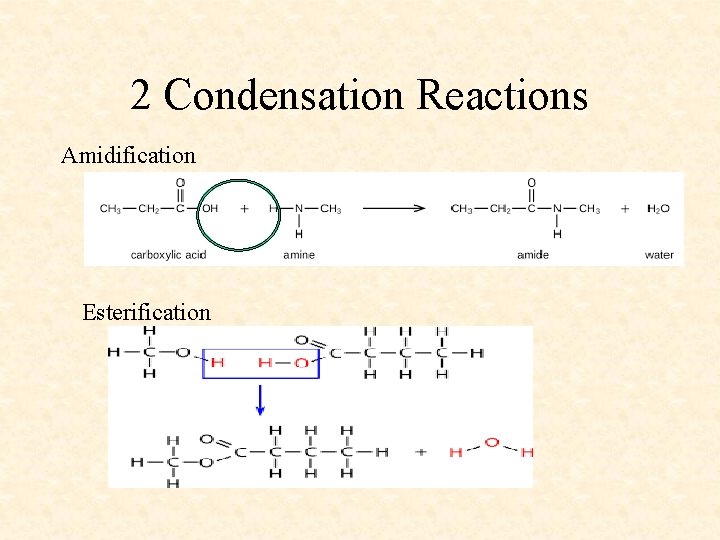 2 Condensation Reactions Amidification Esterification 