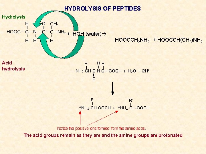 HYDROLYSIS OF PEPTIDES Hydrolysis + HOH (water) HOOCCH 2 NH 2 + HOOCCH(CH 3)NH