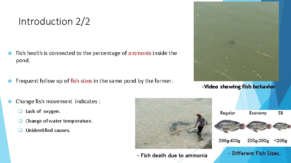 Introduction 2/2 Fish health is connected to the percentage of ammonia inside the pond.