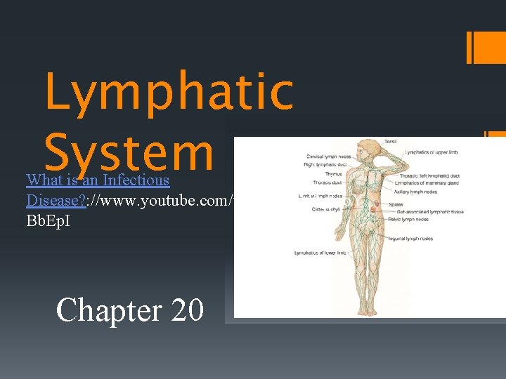 Lymphatic System What is an Infectious Disease? : //www. youtube. com/watch? v=M 1 p.