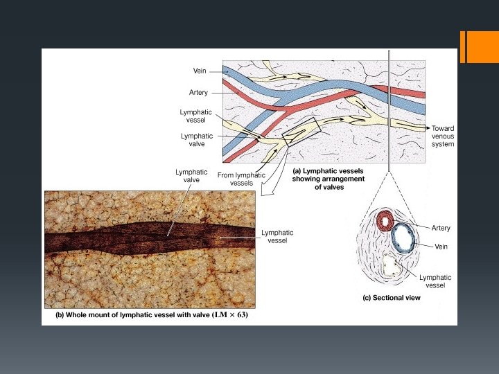 Lymphatic Vessels 