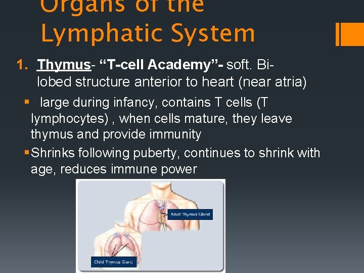 Organs of the Lymphatic System 1. Thymus- “T-cell Academy”- soft. Bilobed structure anterior to