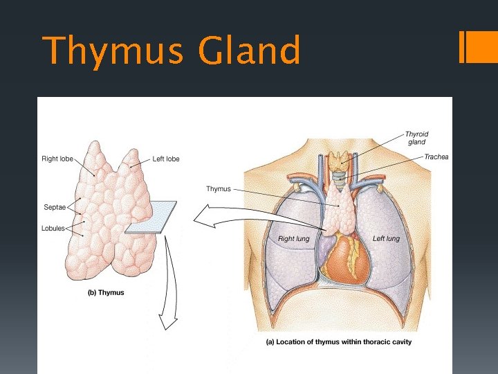 Thymus Gland 