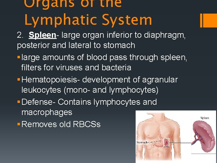 Organs of the Lymphatic System 2. Spleen- large organ inferior to diaphragm, posterior and
