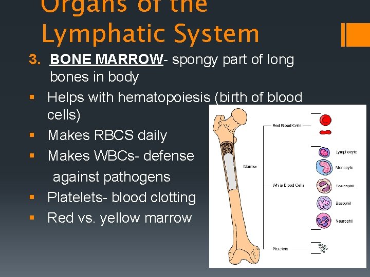 Organs of the Lymphatic System 3. BONE MARROW- spongy part of long bones in