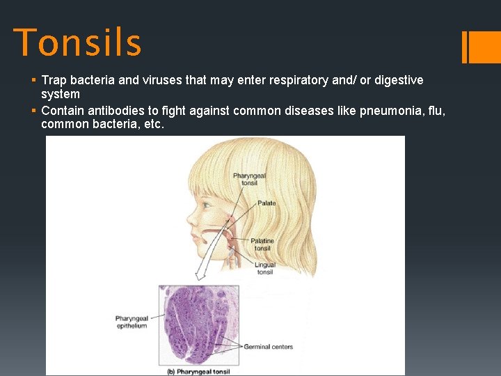 Tonsils § Trap bacteria and viruses that may enter respiratory and/ or digestive system