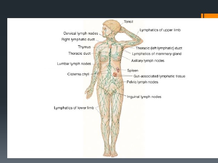 The Lymphatic System 