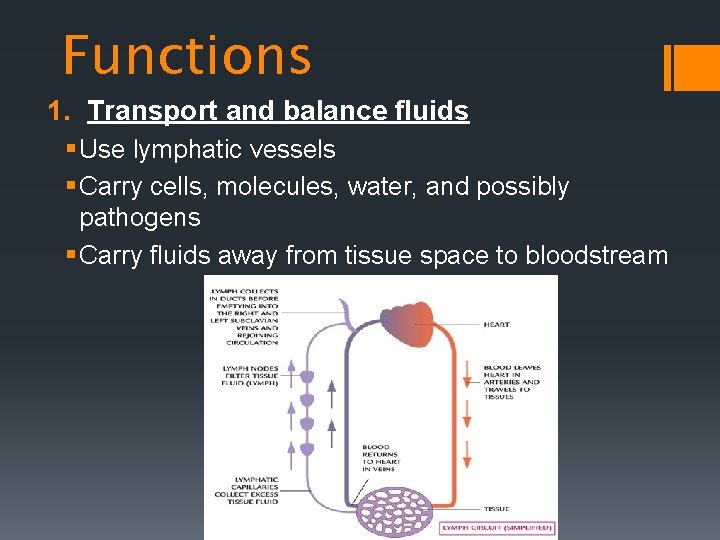 Functions 1. Transport and balance fluids § Use lymphatic vessels § Carry cells, molecules,