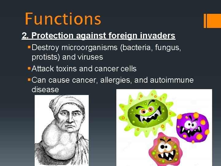 Functions 2. Protection against foreign invaders § Destroy microorganisms (bacteria, fungus, protists) and viruses