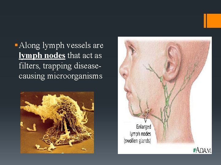 § Along lymph vessels are lymph nodes that act as filters, trapping diseasecausing microorganisms