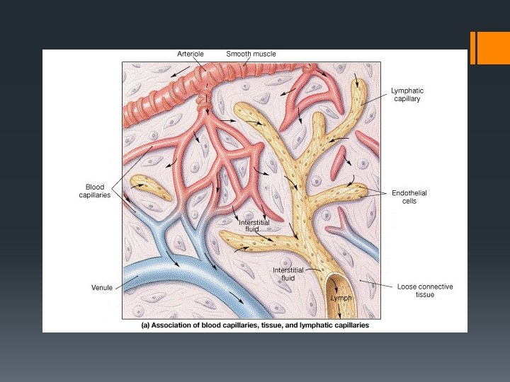 Lymph Capillaries 