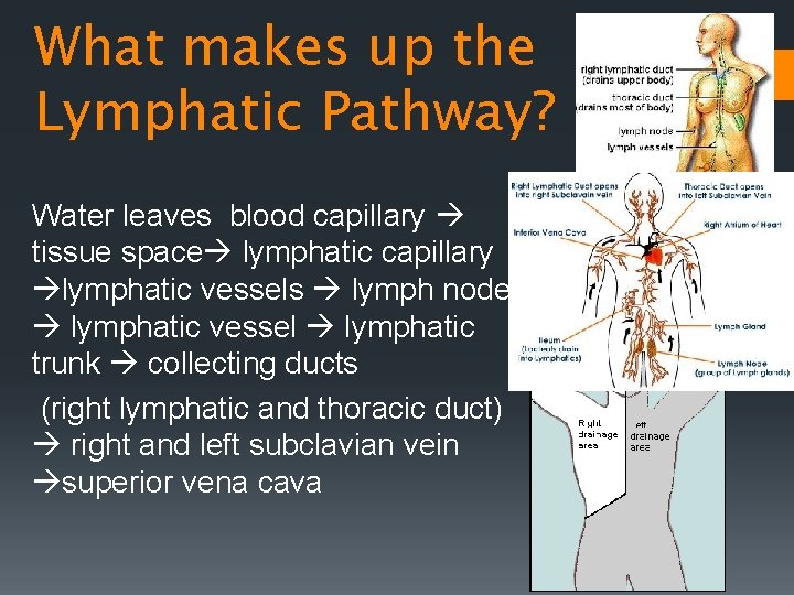 What makes up the Lymphatic Pathway? Water leaves blood capillary tissue space lymphatic capillary