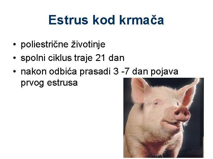 Estrus kod krmača • poliestrične životinje • spolni ciklus traje 21 dan • nakon