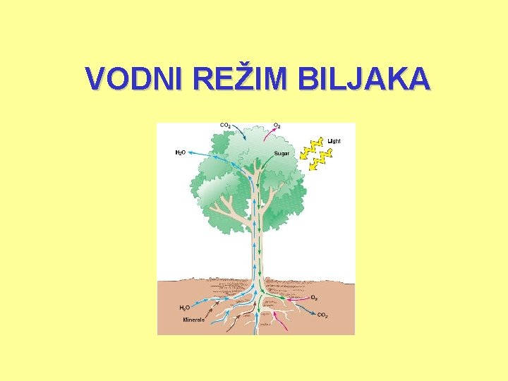 VODNI REŽIM BILJAKA 