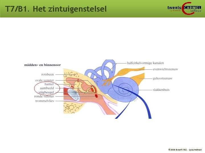 T 7/B 1. Het zintuigenstelsel © 2009 Biosoft TCC - Lyceumstraat T 7/B 1. Het zintuigenstelsel © 2009 Biosoft TCC - Lyceumstraat