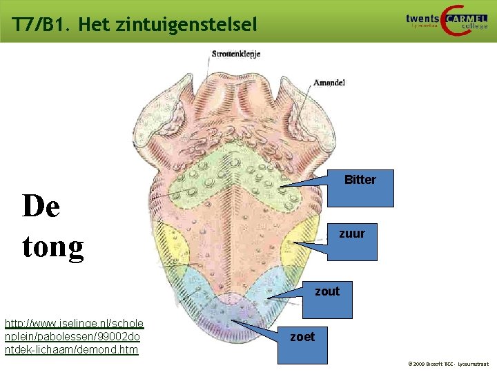 T 7/B 1. Het zintuigenstelsel Bitter De tong zuur zout http: //www. iselinge. nl/schole T 7/B 1. Het zintuigenstelsel Bitter De tong zuur zout http: //www. iselinge. nl/schole