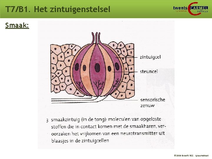 T 7/B 1. Het zintuigenstelsel Smaak: © 2009 Biosoft TCC - Lyceumstraat T 7/B 1. Het zintuigenstelsel Smaak: © 2009 Biosoft TCC - Lyceumstraat