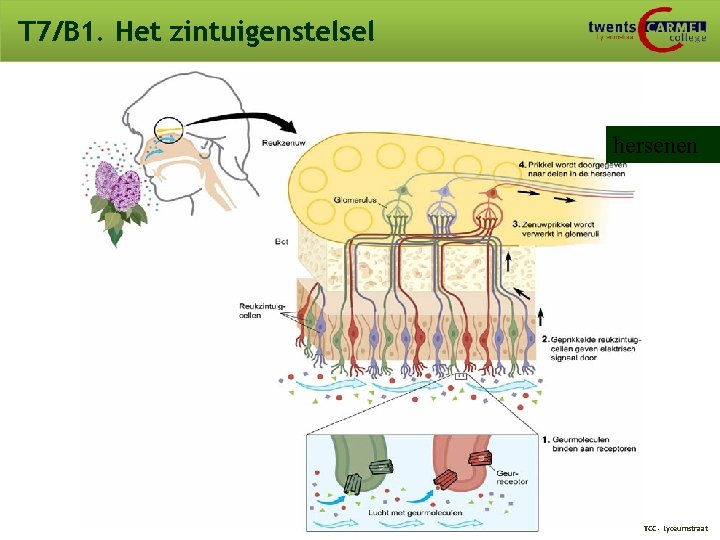 T 7/B 1. Het zintuigenstelsel hersenen © 2009 Biosoft TCC - Lyceumstraat T 7/B 1. Het zintuigenstelsel hersenen © 2009 Biosoft TCC - Lyceumstraat