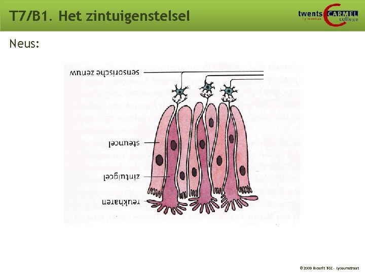 T 7/B 1. Het zintuigenstelsel Neus: © 2009 Biosoft TCC - Lyceumstraat T 7/B 1. Het zintuigenstelsel Neus: © 2009 Biosoft TCC - Lyceumstraat