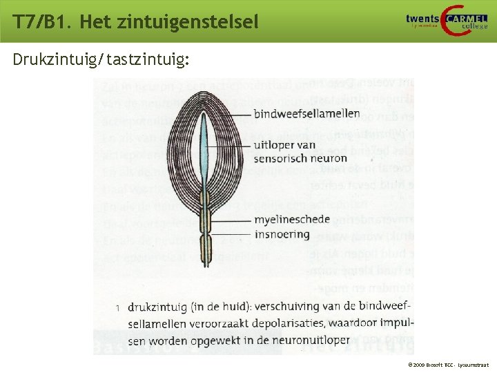 T 7/B 1. Het zintuigenstelsel Drukzintuig/tastzintuig: © 2009 Biosoft TCC - Lyceumstraat T 7/B 1. Het zintuigenstelsel Drukzintuig/tastzintuig: © 2009 Biosoft TCC - Lyceumstraat