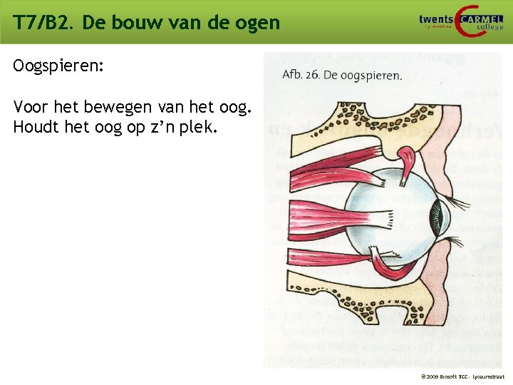 T 7/B 2. De bouw van de ogen Oogspieren: Voor het bewegen van het T 7/B 2. De bouw van de ogen Oogspieren: Voor het bewegen van het