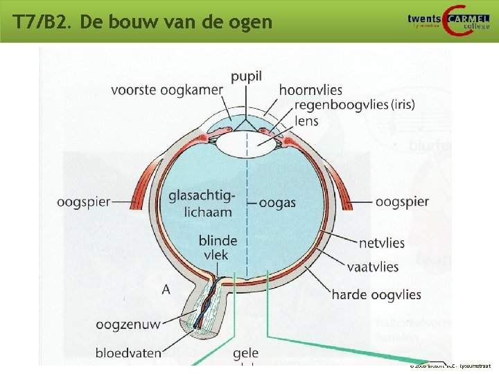 T 7/B 2. De bouw van de ogen © 2009 Biosoft TCC - Lyceumstraat T 7/B 2. De bouw van de ogen © 2009 Biosoft TCC - Lyceumstraat