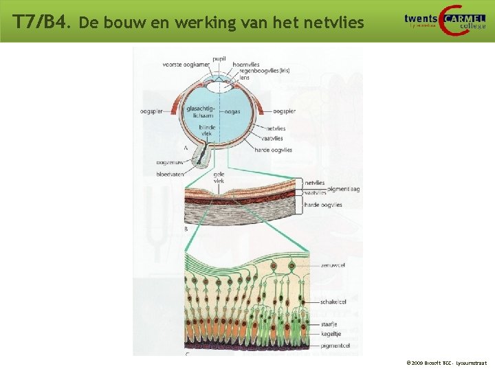 T 7/B 4. De bouw en werking van het netvlies © 2009 Biosoft TCC T 7/B 4. De bouw en werking van het netvlies © 2009 Biosoft TCC