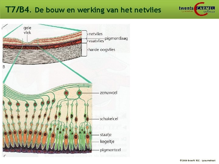 T 7/B 4. De bouw en werking van het netvlies © 2009 Biosoft TCC T 7/B 4. De bouw en werking van het netvlies © 2009 Biosoft TCC