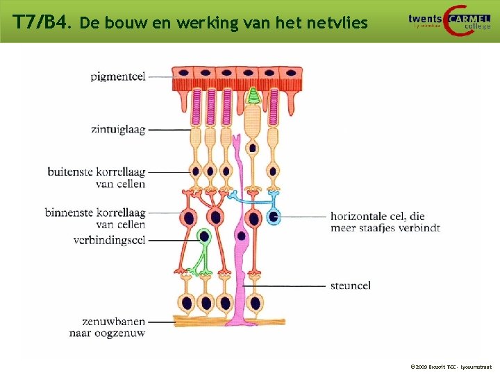 T 7/B 4. De bouw en werking van het netvlies © 2009 Biosoft TCC T 7/B 4. De bouw en werking van het netvlies © 2009 Biosoft TCC