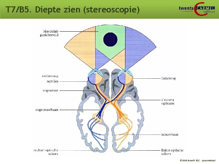 T 7/B 5. Diepte zien (stereoscopie) © 2009 Biosoft TCC - Lyceumstraat T 7/B 5. Diepte zien (stereoscopie) © 2009 Biosoft TCC - Lyceumstraat