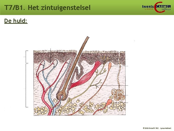 T 7/B 1. Het zintuigenstelsel De huid: © 2009 Biosoft TCC - Lyceumstraat T 7/B 1. Het zintuigenstelsel De huid: © 2009 Biosoft TCC - Lyceumstraat