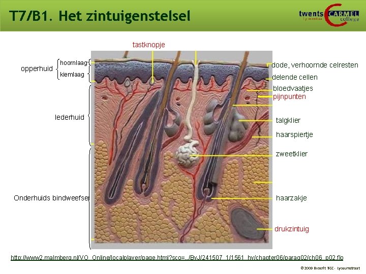 T 7/B 1. Het zintuigenstelsel tastknopje opperhuid hoornlaag dode, verhoornde celresten kiemlaag delende cellen T 7/B 1. Het zintuigenstelsel tastknopje opperhuid hoornlaag dode, verhoornde celresten kiemlaag delende cellen