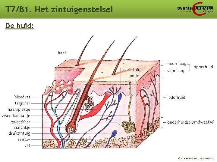 T 7/B 1. Het zintuigenstelsel De huid: © 2009 Biosoft TCC - Lyceumstraat T 7/B 1. Het zintuigenstelsel De huid: © 2009 Biosoft TCC - Lyceumstraat