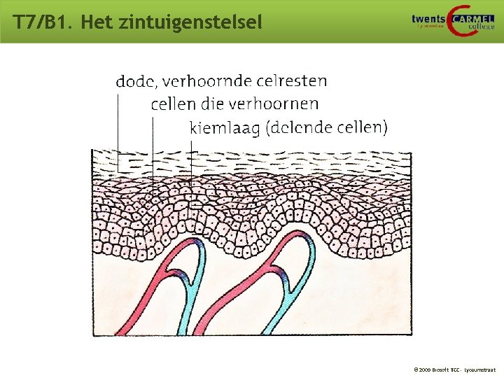T 7/B 1. Het zintuigenstelsel © 2009 Biosoft TCC - Lyceumstraat T 7/B 1. Het zintuigenstelsel © 2009 Biosoft TCC - Lyceumstraat