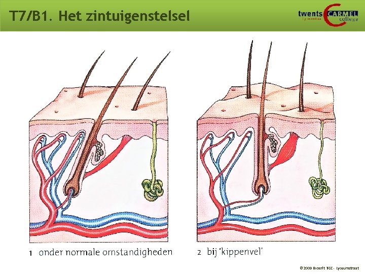 T 7/B 1. Het zintuigenstelsel © 2009 Biosoft TCC - Lyceumstraat T 7/B 1. Het zintuigenstelsel © 2009 Biosoft TCC - Lyceumstraat