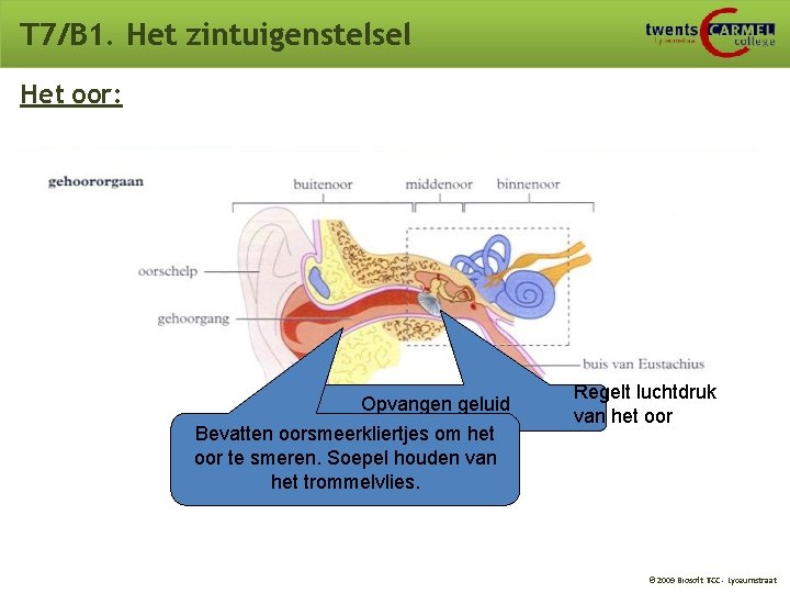 T 7/B 1. Het zintuigenstelsel Het oor: Opvangen geluid Bevatten oorsmeerkliertjes om het oor T 7/B 1. Het zintuigenstelsel Het oor: Opvangen geluid Bevatten oorsmeerkliertjes om het oor