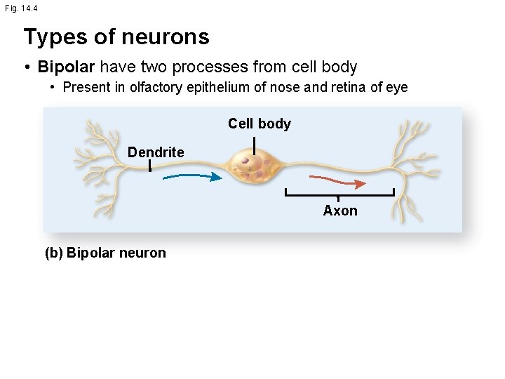 Fig. 14. 4 Types of neurons • Bipolar have two processes from cell body