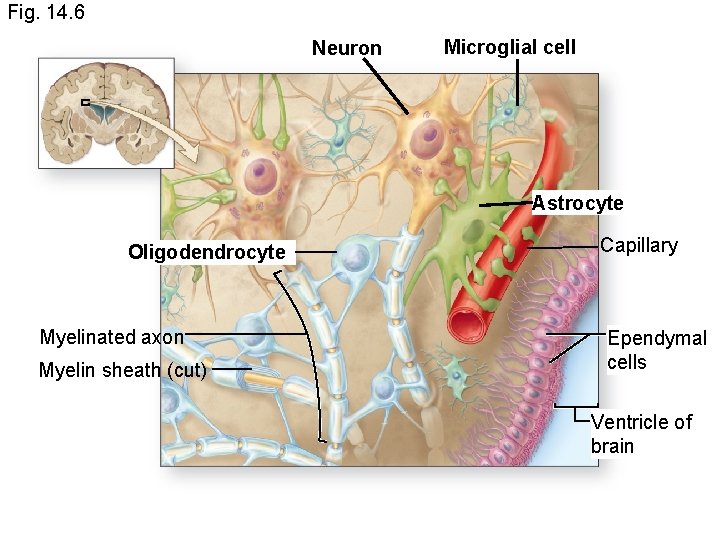 Fig. 14. 6 Neuron Microglial cell Astrocyte Oligodendrocyte Myelinated axon Myelin sheath (cut) Capillary