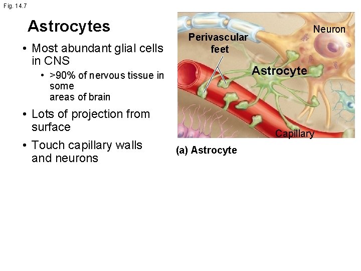 Fig. 14. 7 Astrocytes • Most abundant glial cells in CNS Perivascular feet Astrocyte