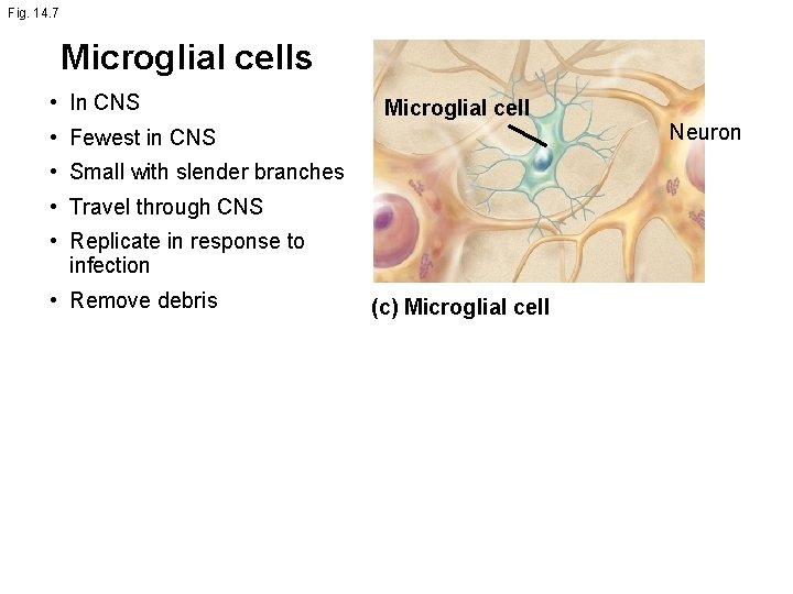 Fig. 14. 7 Microglial cells • In CNS Microglial cell • Fewest in CNS