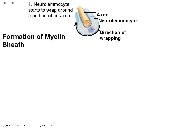 Fig. 14. 8 1. Neurolemmocyte starts to wrap around a portion of an axon.