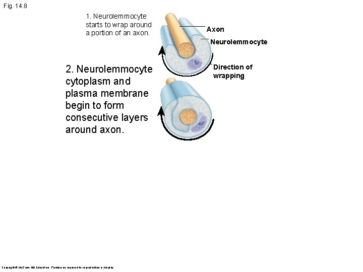 Fig. 14. 8 1. Neurolemmocyte starts to wrap around a portion of an axon.