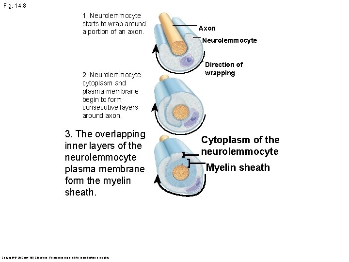 Fig. 14. 8 1. Neurolemmocyte starts to wrap around a portion of an axon.