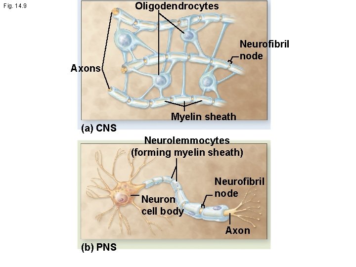 Oligodendrocytes Fig. 14. 9 Neurofibril node Axons Myelin sheath (a) CNS Neurolemmocytes (forming myelin