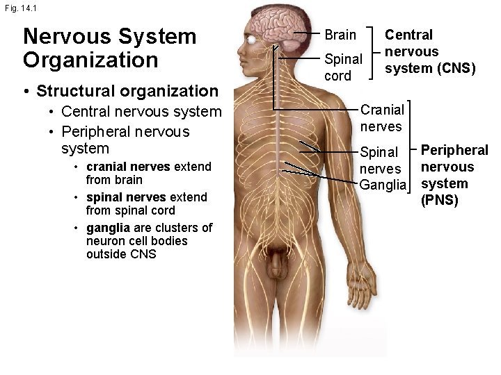 Fig. 14. 1 Nervous System Organization • Structural organization • Central nervous system •