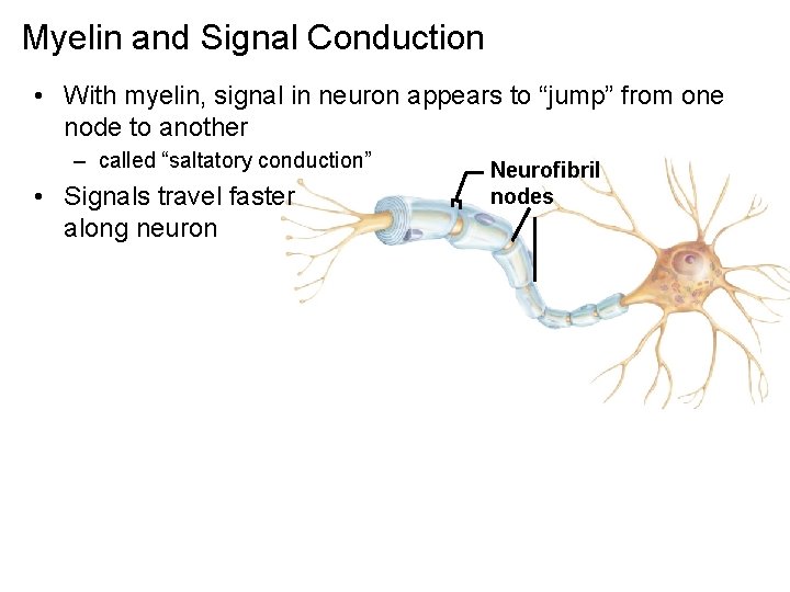 Myelin and Signal Conduction • With myelin, signal in neuron appears to “jump” from