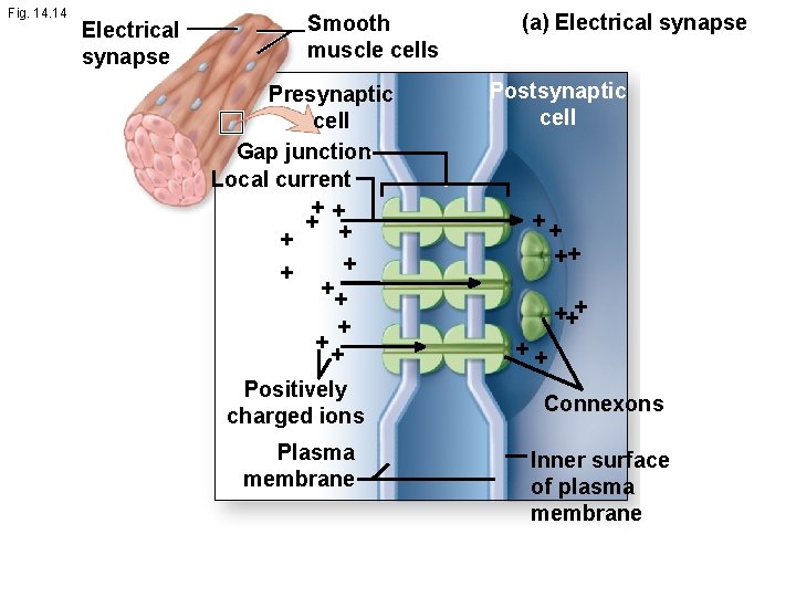 Fig. 14 Electrical synapse Smooth muscle cells Presynaptic cell Gap junction Local current ++