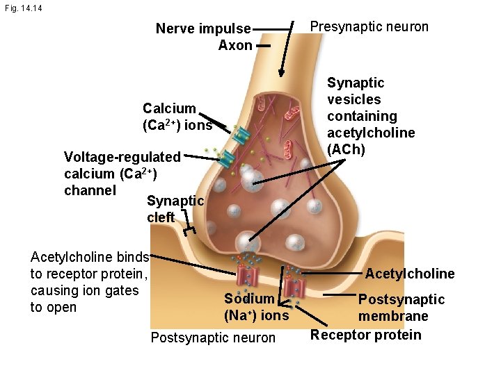 Fig. 14 Nerve impulse Axon Synaptic vesicles containing acetylcholine (ACh) Calcium (Ca 2+) ions