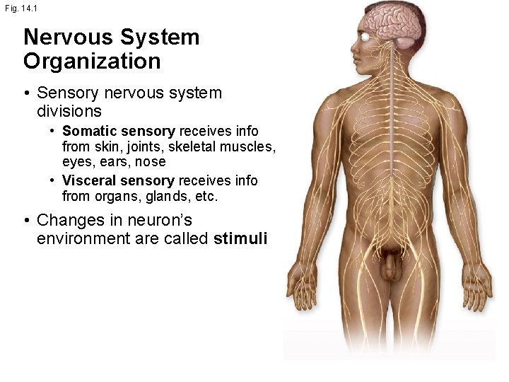 Fig. 14. 1 Nervous System Organization • Sensory nervous system divisions • Somatic sensory